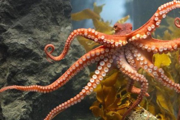 Kraken 12 at сайт