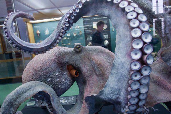Kraken at17