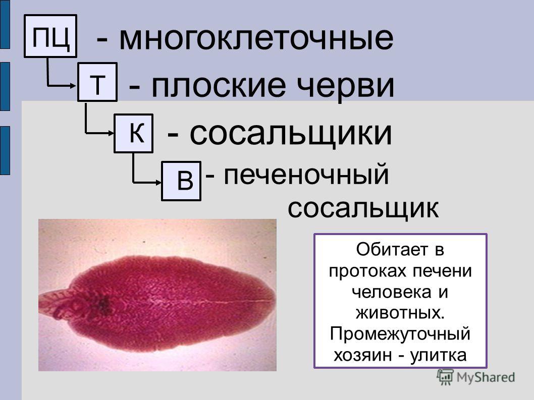 Кракен магазин зеркало