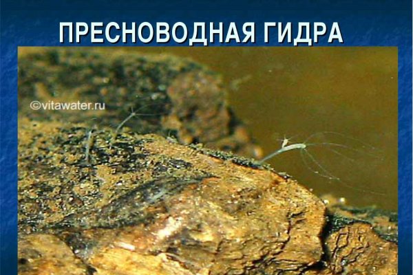 Кракен как проверить зеркало
